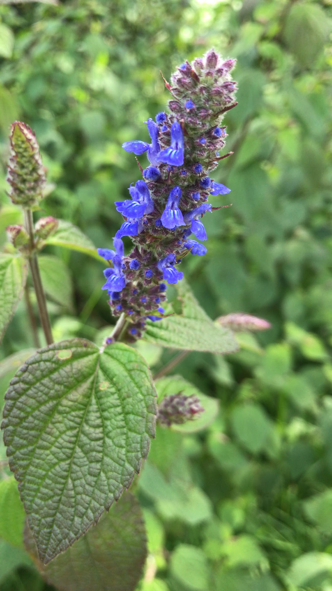 Salvia polystachya